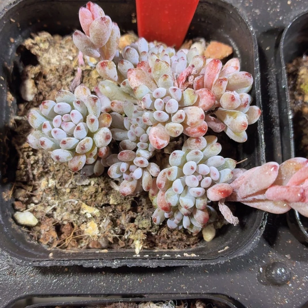 兰豆多肉9.9包邮发货