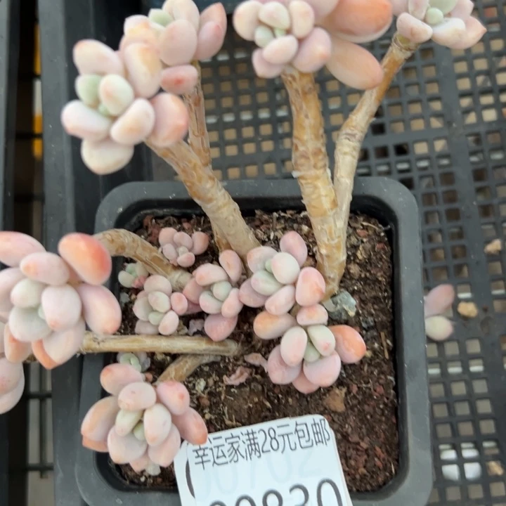 幸运的是我还在幸运