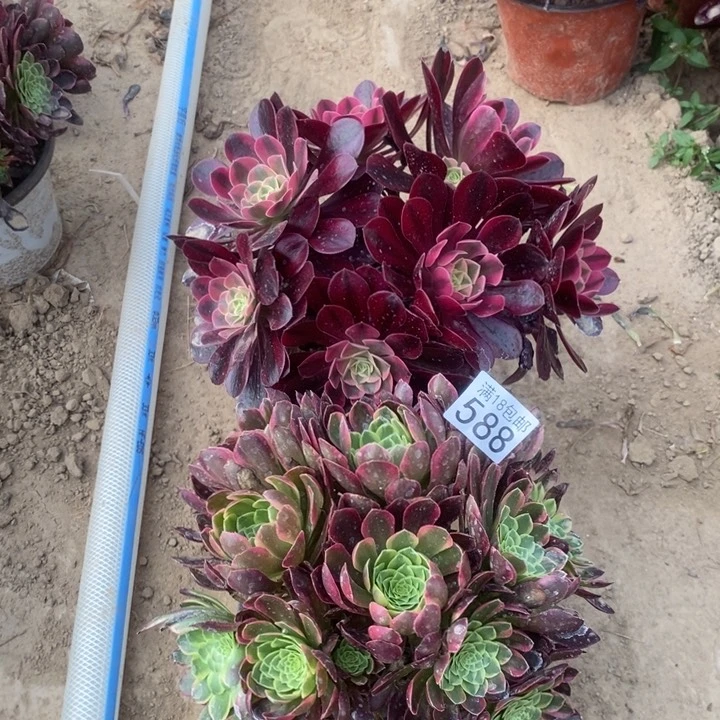 无花朵588朝霞➕美杜莎东