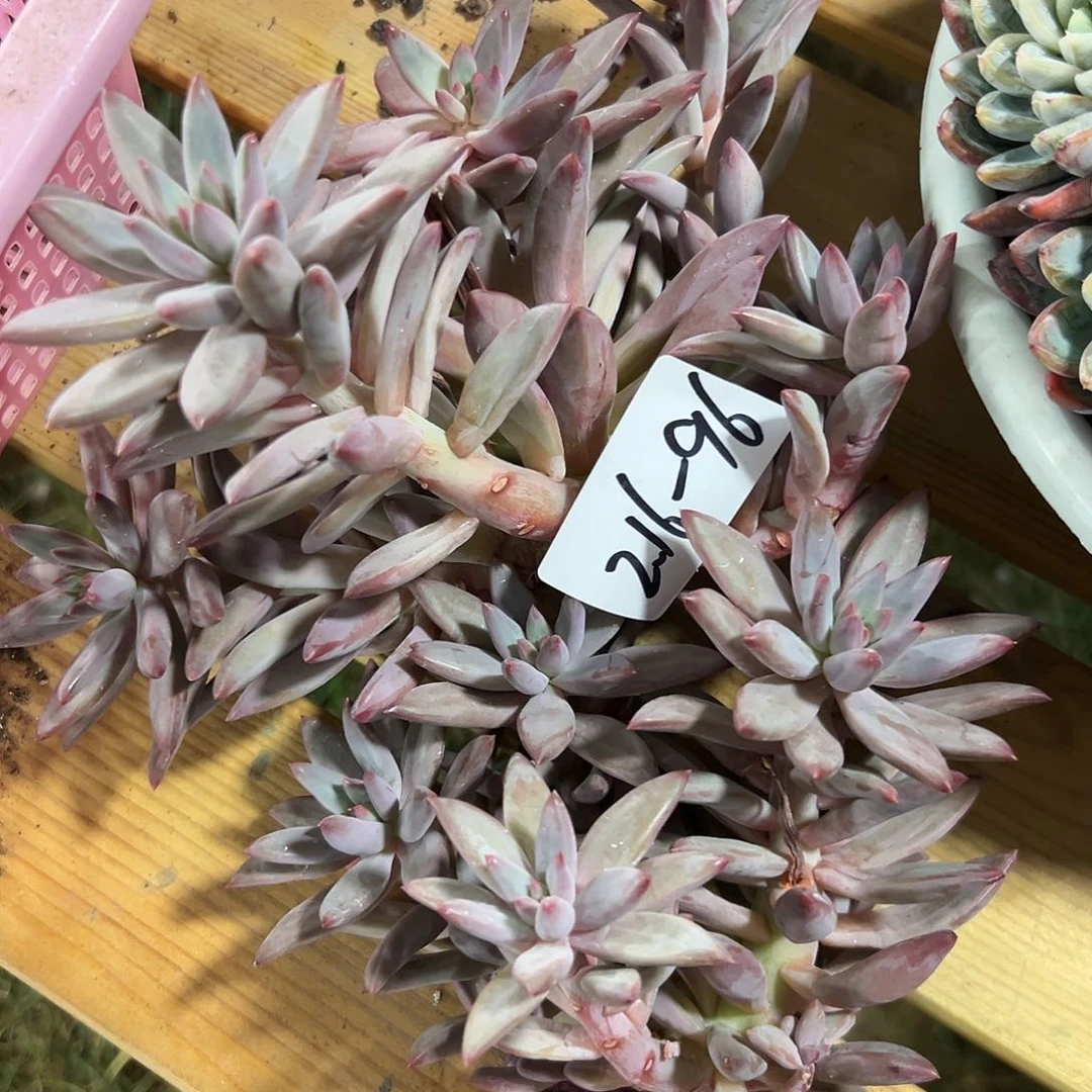 努****丑216-96虞美人组合2颗寄养