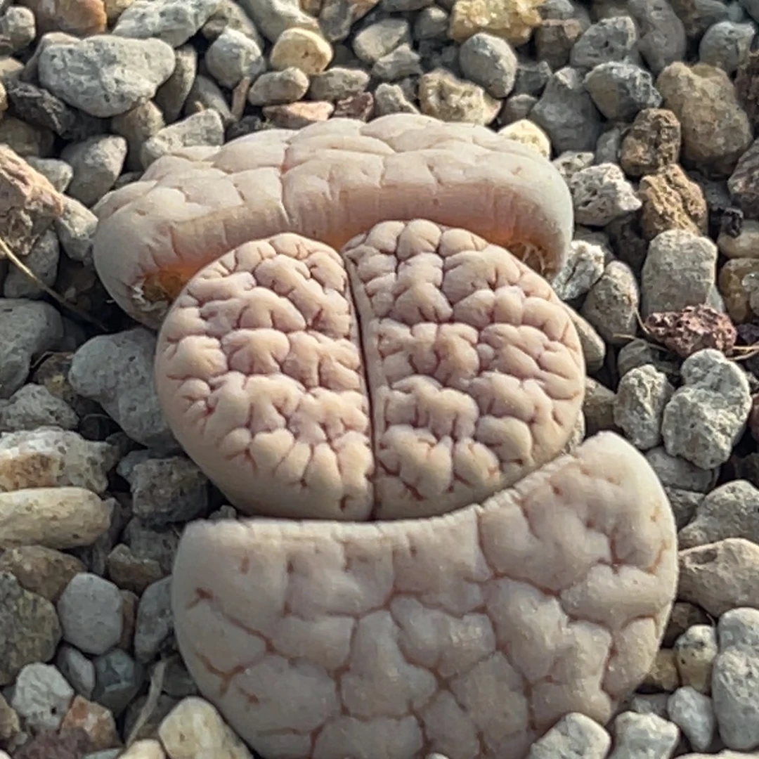 0090白底凹凸蛙哥189一颗