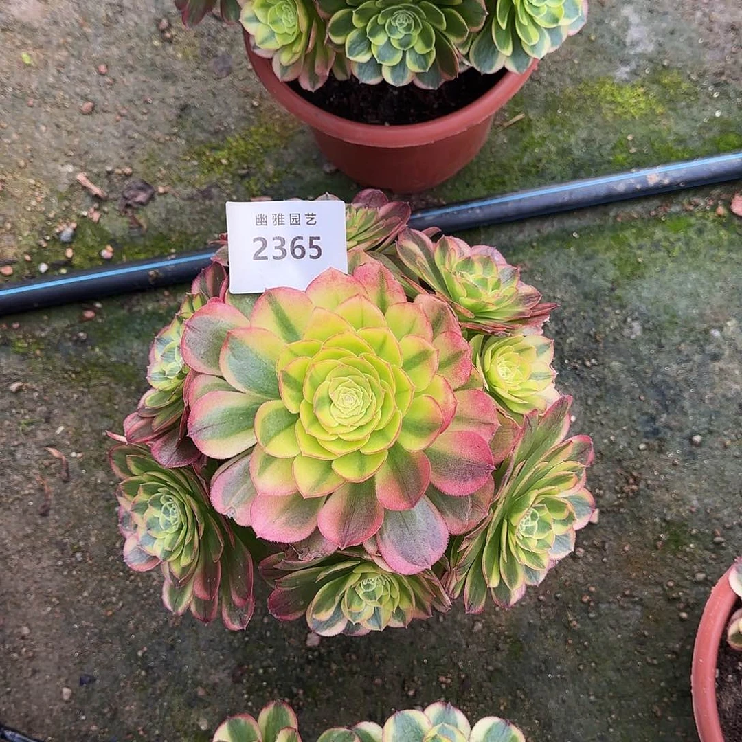 多肉植物奶白锦2365