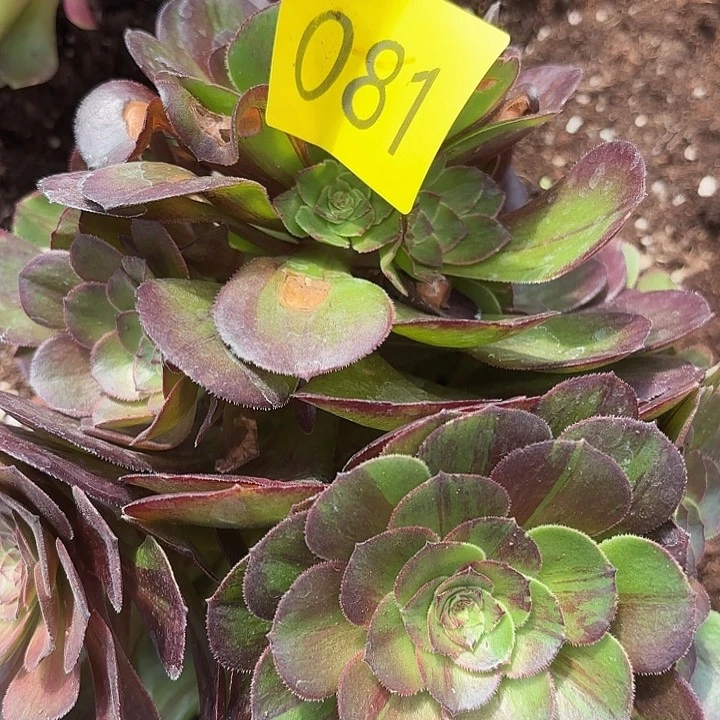 多肉植物福利081