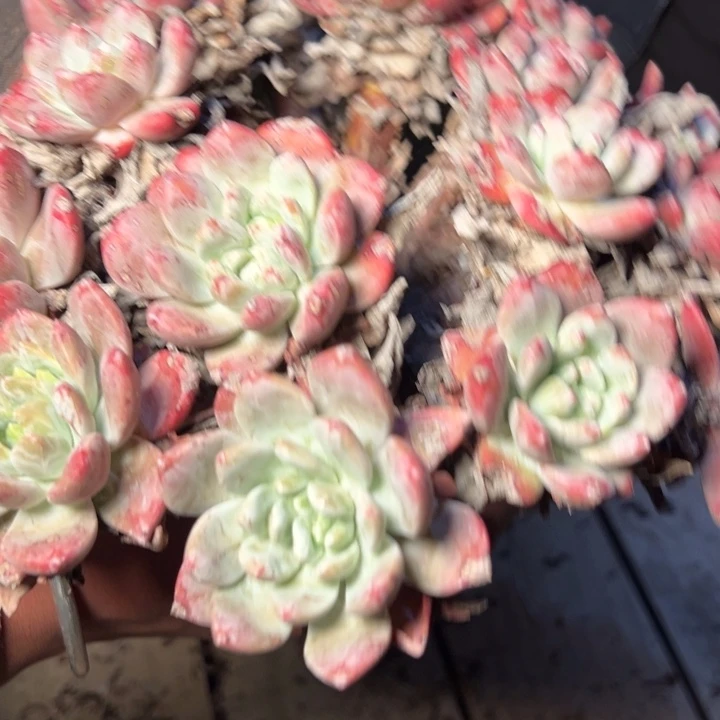 8723哈哈哈哈哈哈