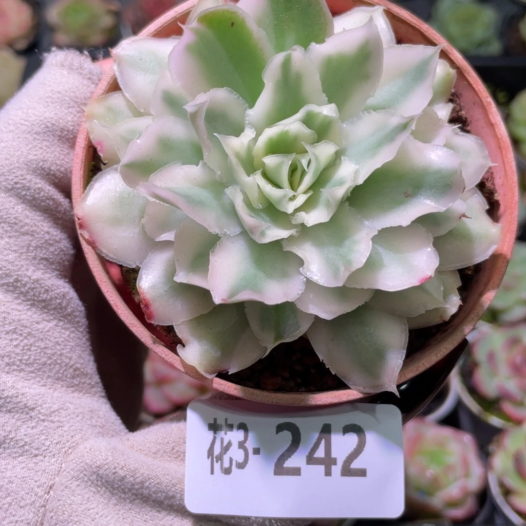 花利美3-242紫蝴蝶锦