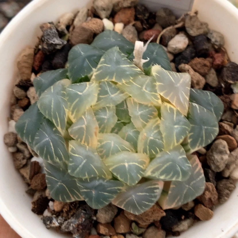 【闪购商品】40实生玉露
