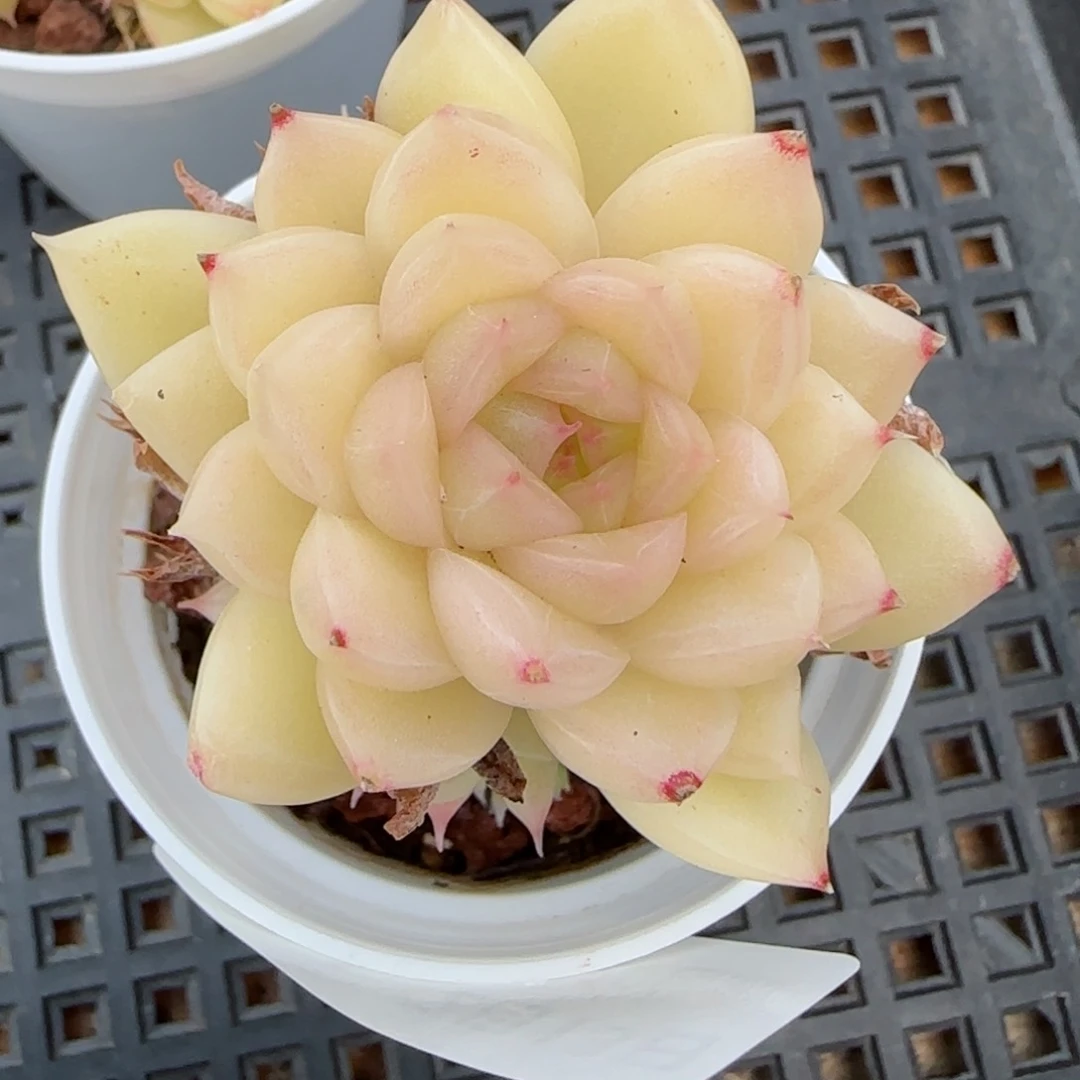 花语逸境0213-494