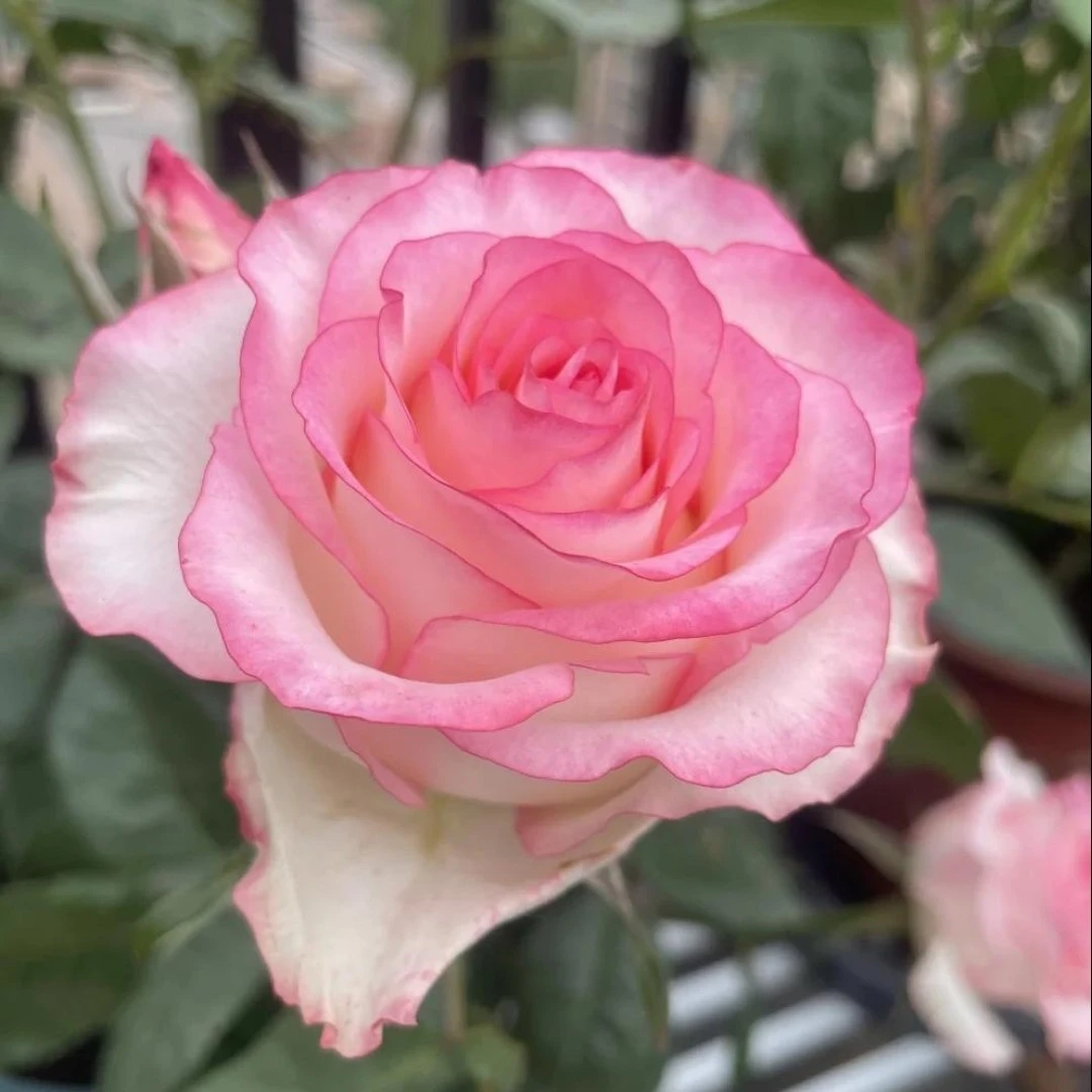 仙气艾莎棒棒糖月季｜白瓣粉边颜值天花板，耐晒耐寒，新手必入款