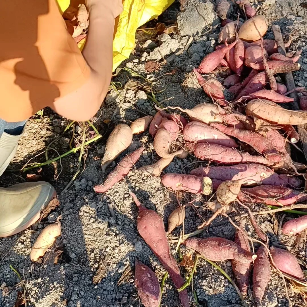 正宗农家板栗薯软糯香甜