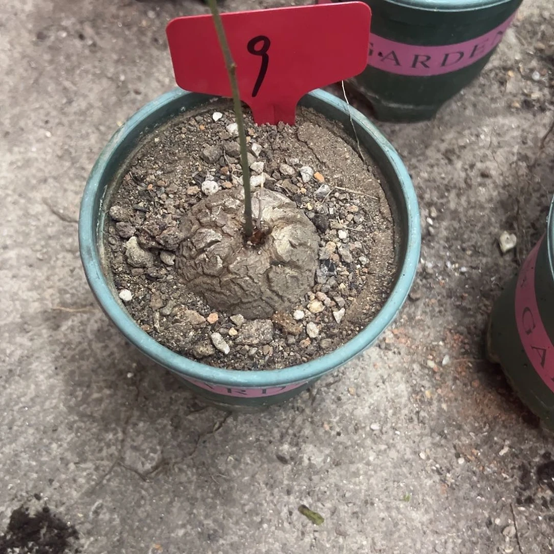 祝*龟甲龙生长发育良好