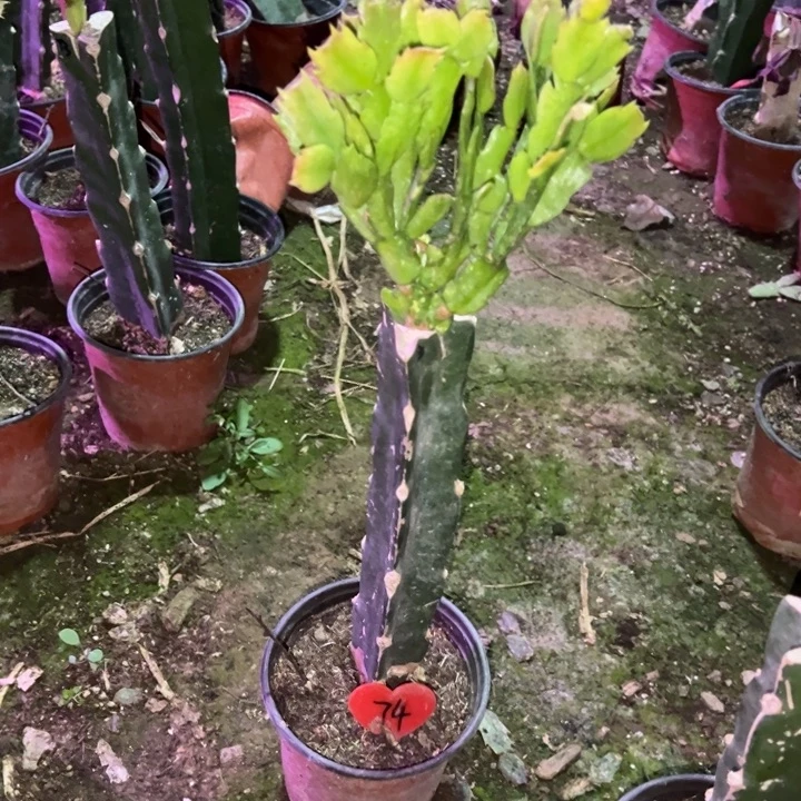 幸***乐当前无花栽培后可以开花073  74