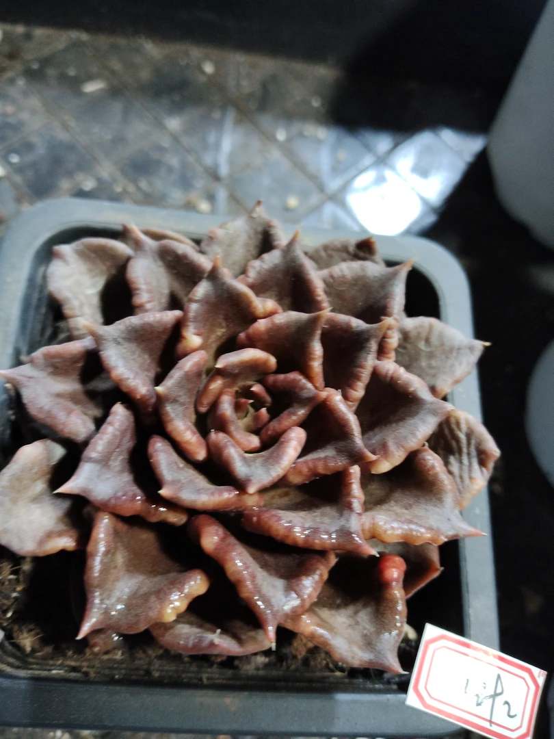 非偏远18包邮  一物一拍  10厘米盆 A492黑角子皮