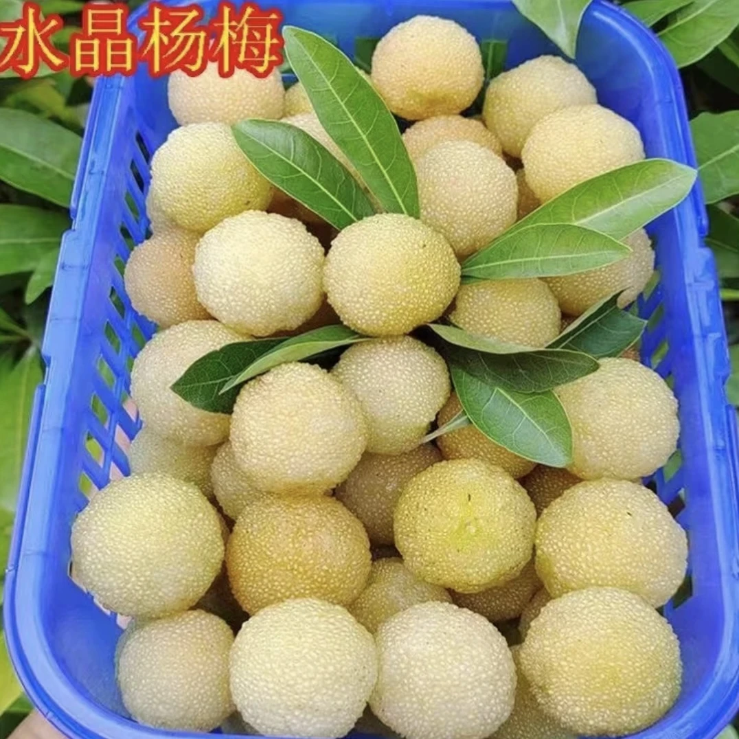 a水晶杨梅树苗正宗水晶杨梅果树苗阳台庭院盆栽地栽水晶杨梅苗
