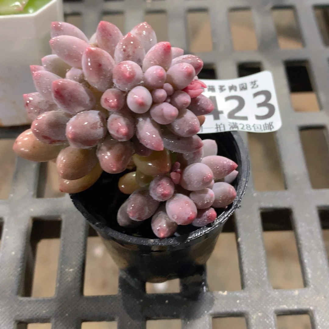 肉萌萌拇指盆精控多肉ZA423