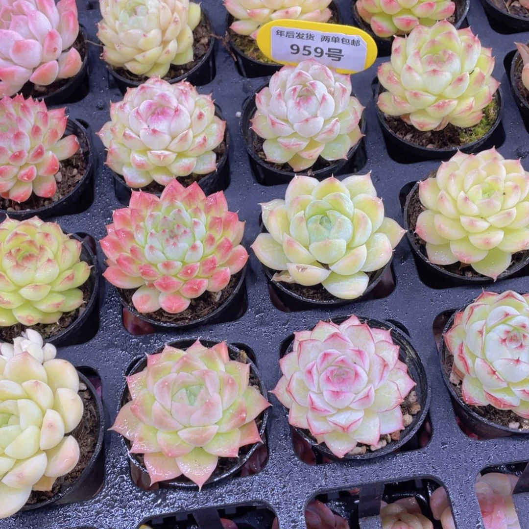 959号冰透珍妮麦秆女王混合两个