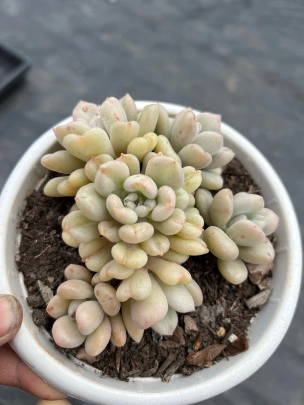 多头比尔盖茨多肉植物  全场满18.8包邮，偏远地区满128包邮