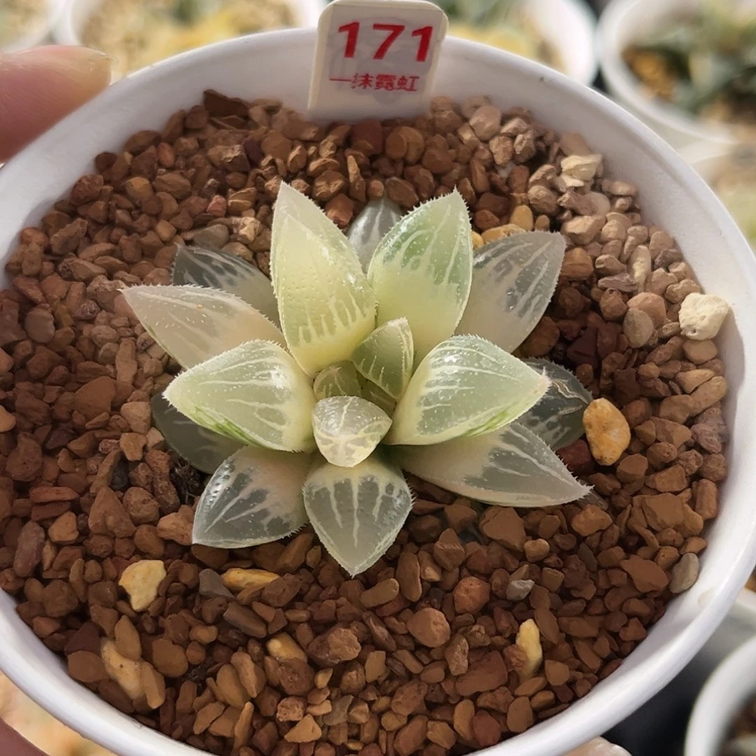 170糊斑冰沙糖寿锦福利