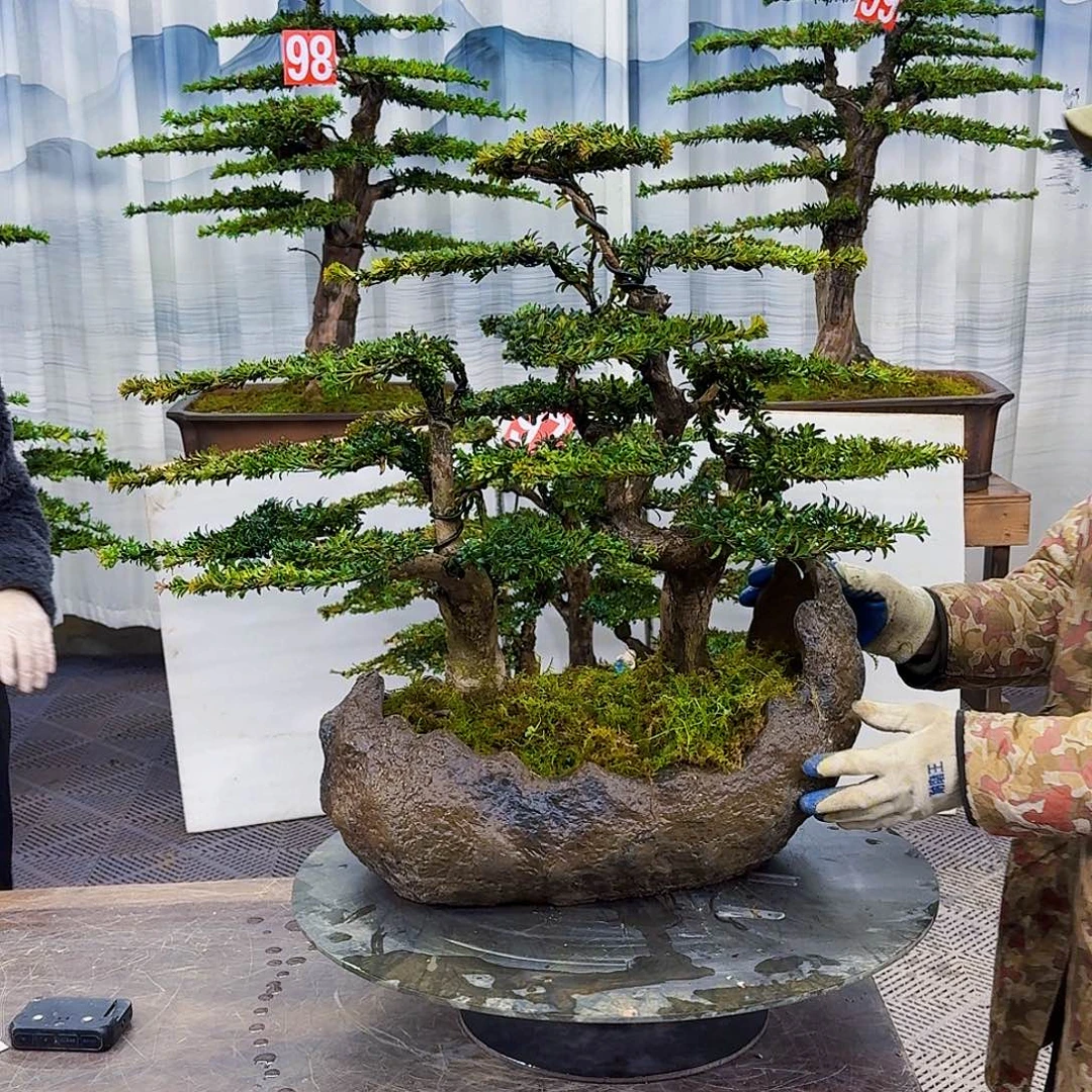 无花朵罗汉松88060 888