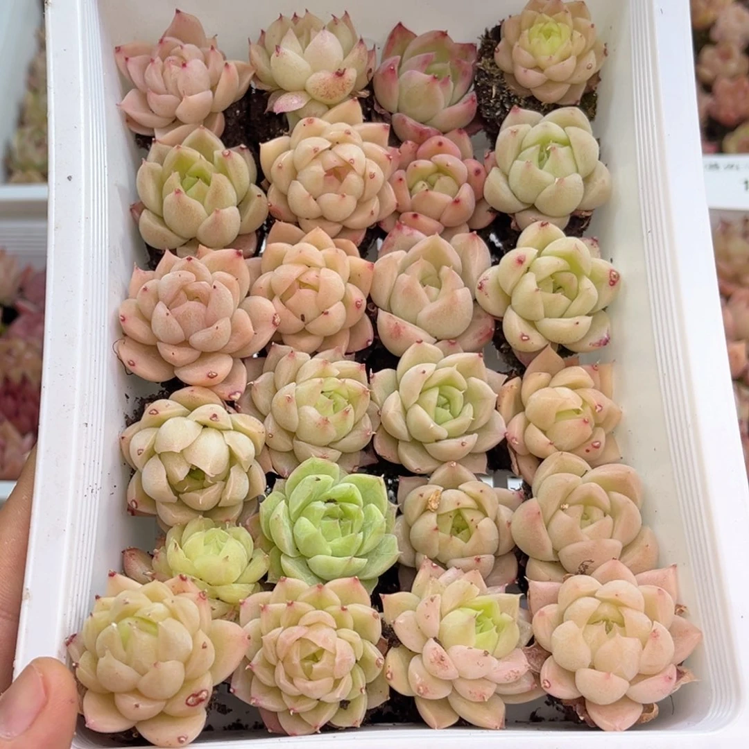 雪****409 保底十五颗 新疆西藏内蒙不发货 如图品质