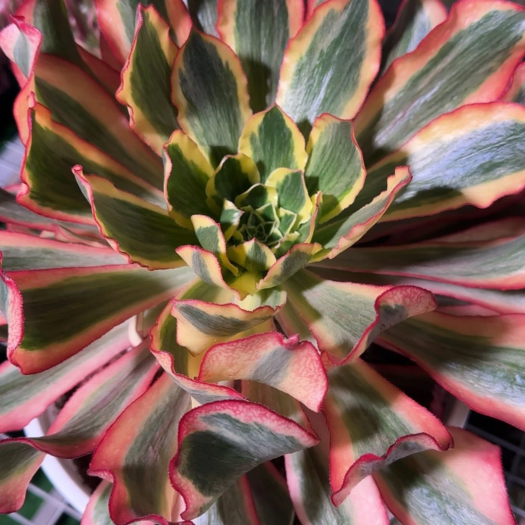 多肉植物魅影1008