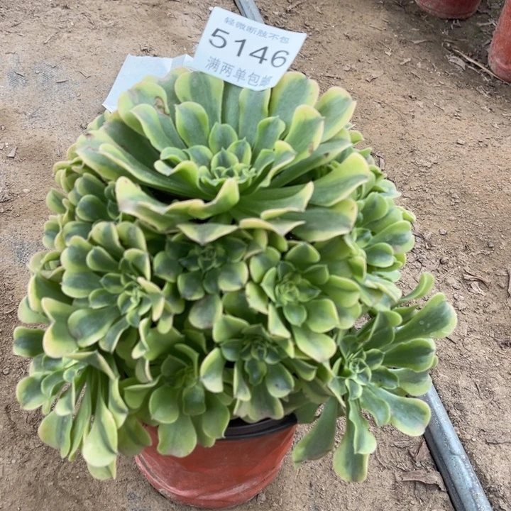 5146绿豆沙的的多肉的