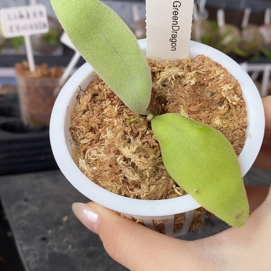 无花朵绿龙鹿角蕨