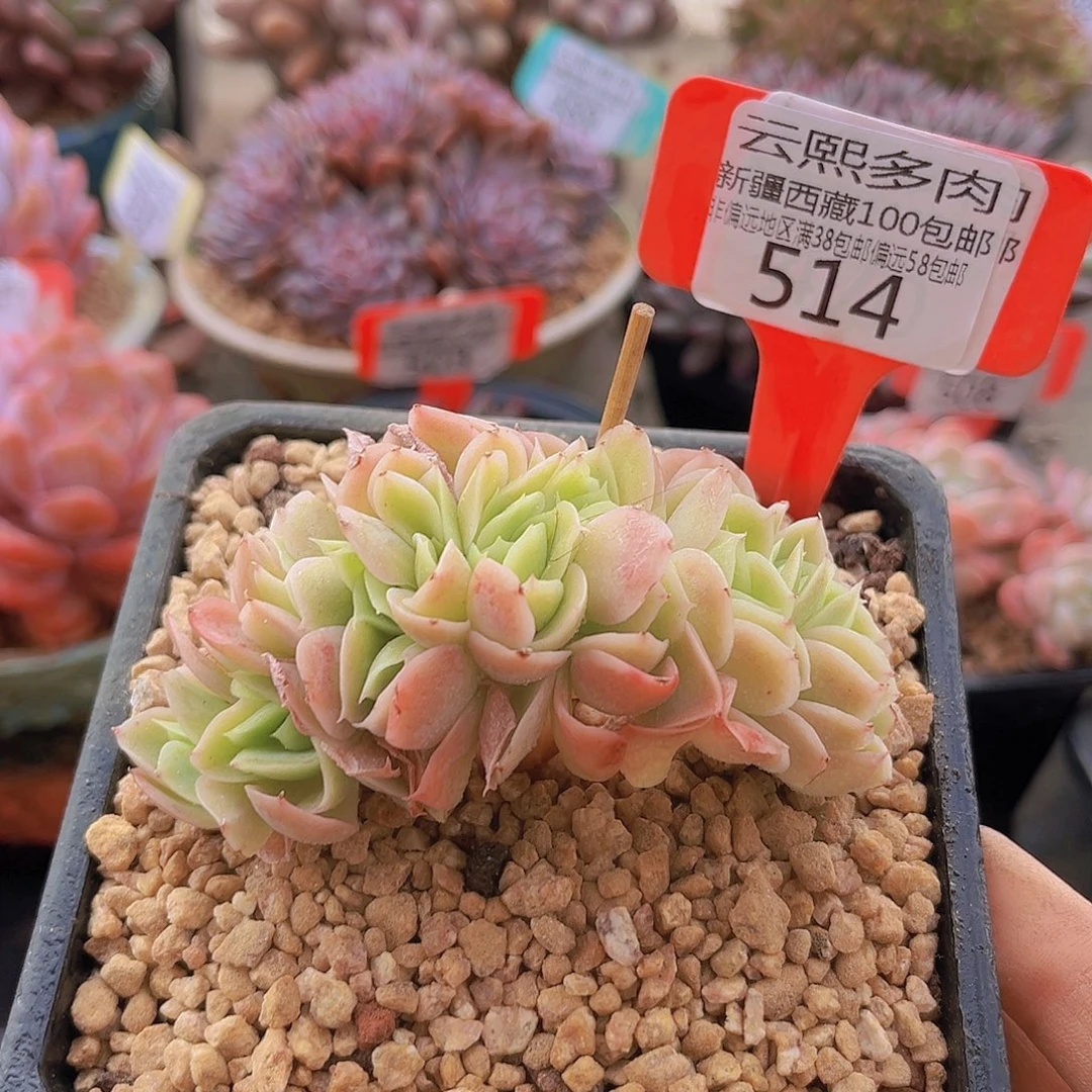 514星娜塔缀11cm 多肉植物