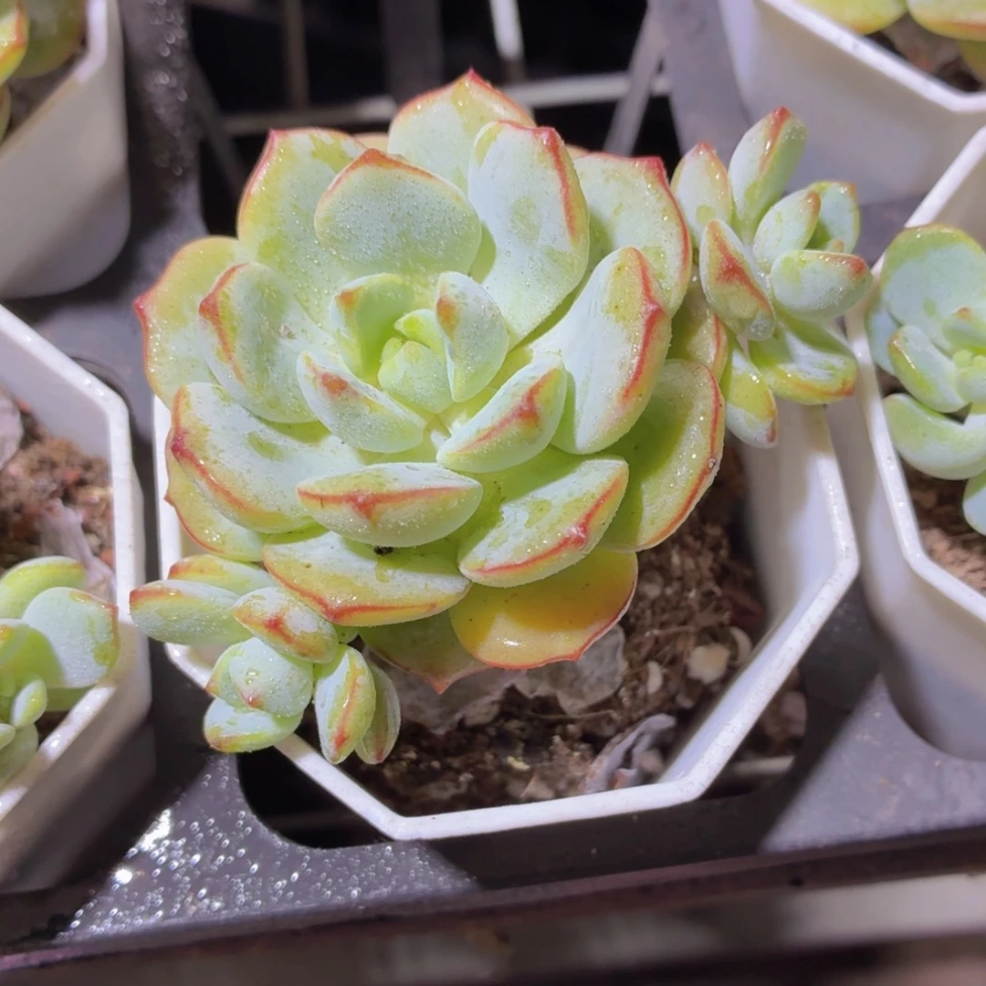 香草多肉9.9包邮发货