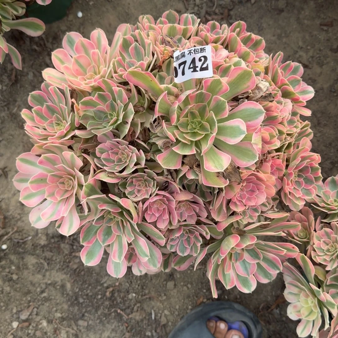 用***318-6法师粉女巫0724