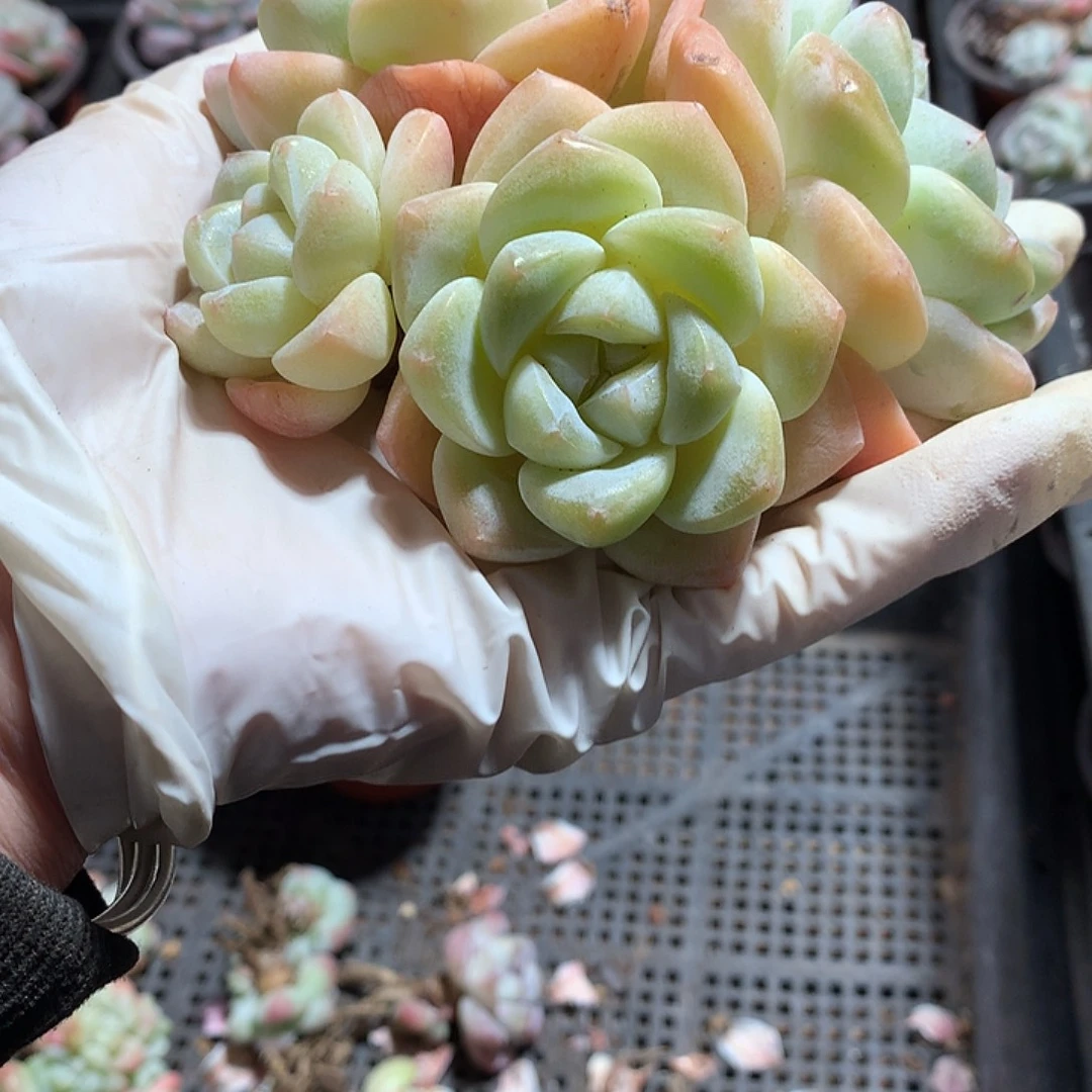 四喜丸子哈哈哈哈哈哈