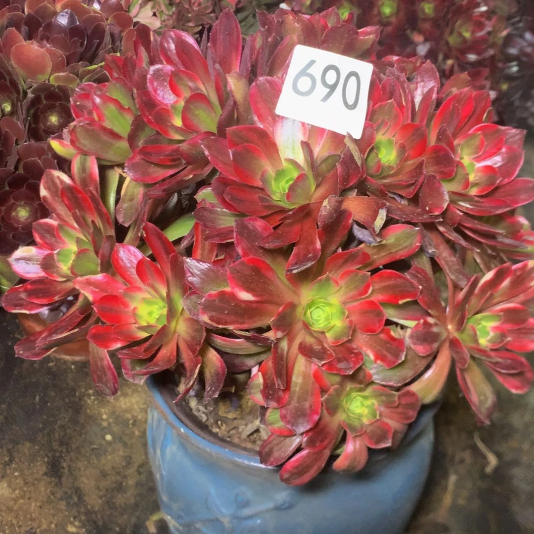 690安娜多肉植物
