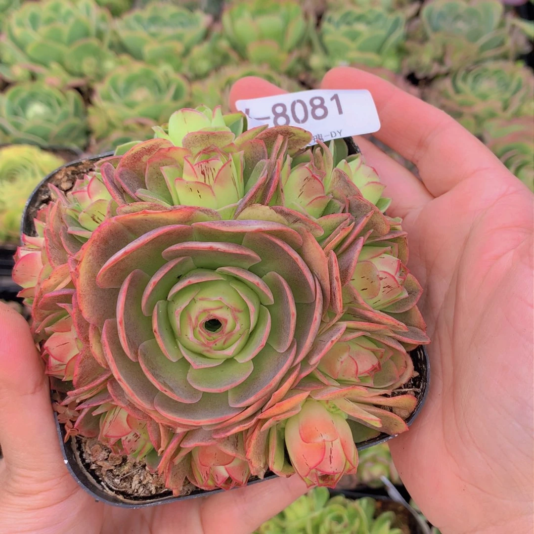 8081可可西会掉侧芽f g b