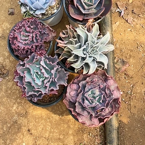 做****己74号包菜系列6颗