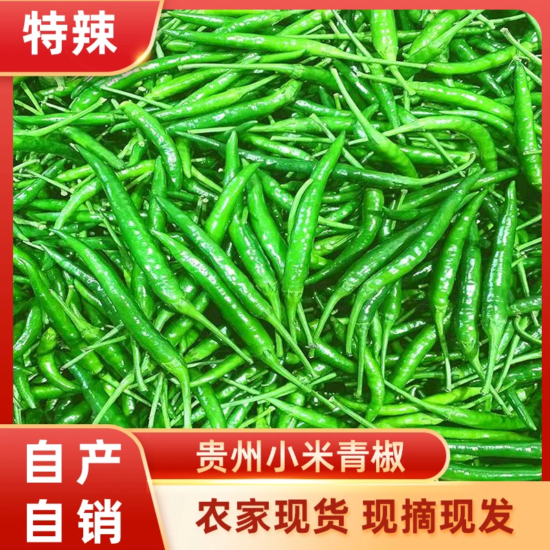 贵州青小米辣青小米椒朝天辣指天椒又香又辣超辣泡椒剁椒原料整箱