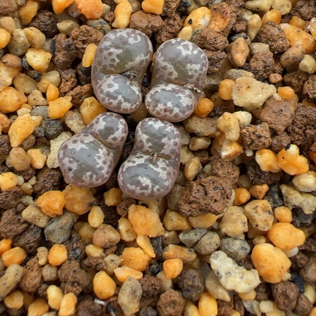 24-53肉锥多肉植物