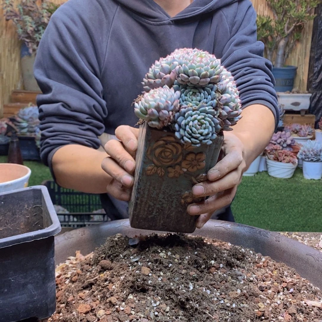 丫*C103 号白胖子多肉