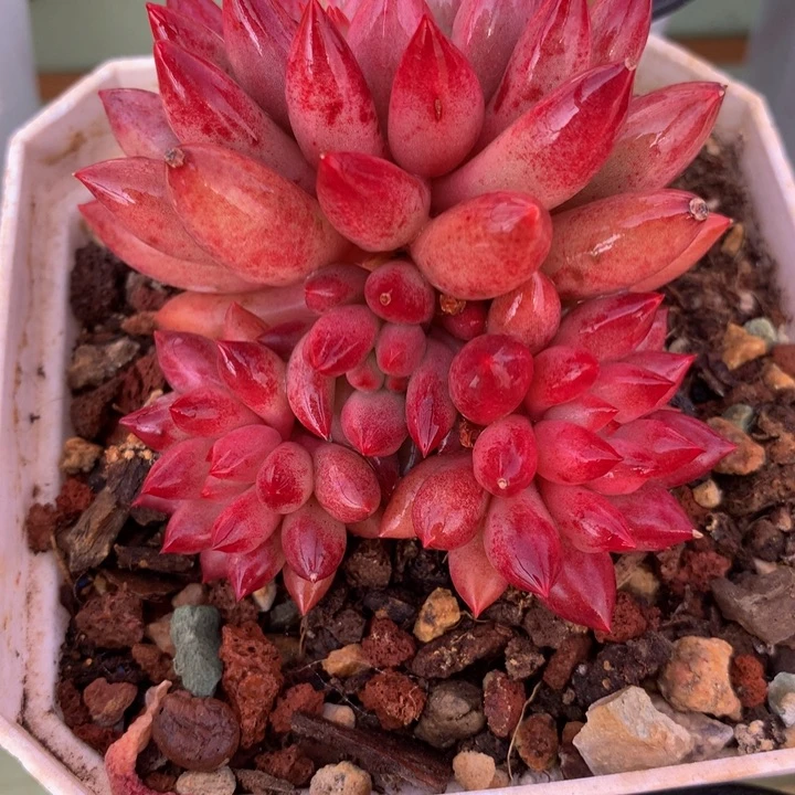 思**空虞美人精控群锦上园艺一物一拍