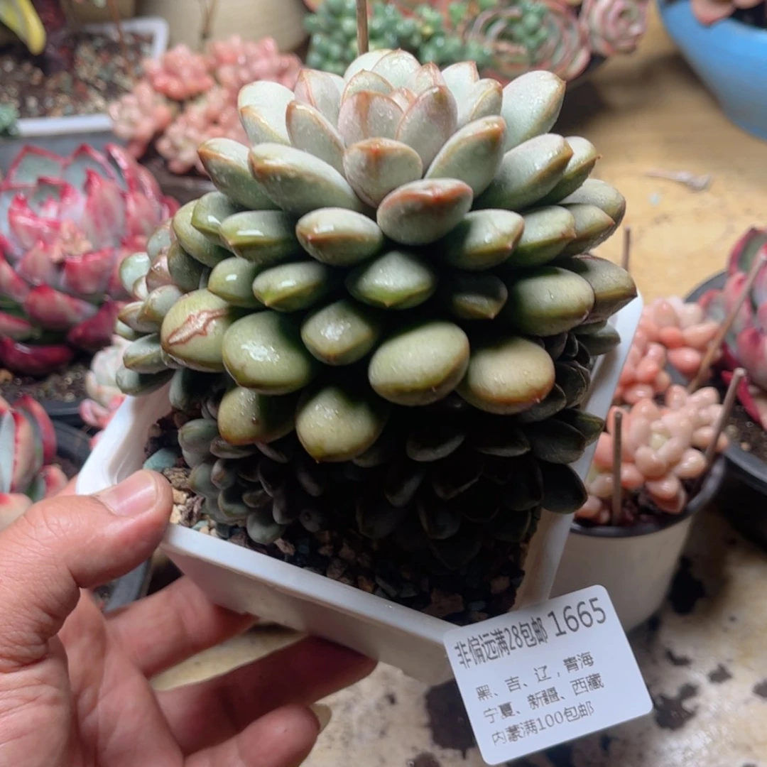 【闪购商品】1665葡萄