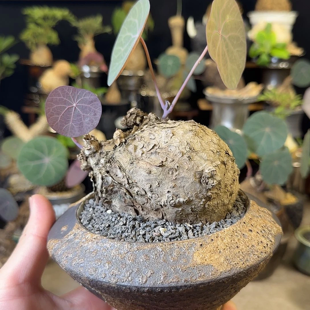 一物一拍老家一叶龟48