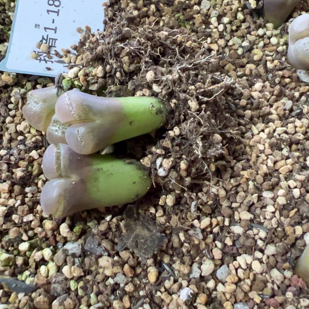 1-181量拍风铃一颗。多肉