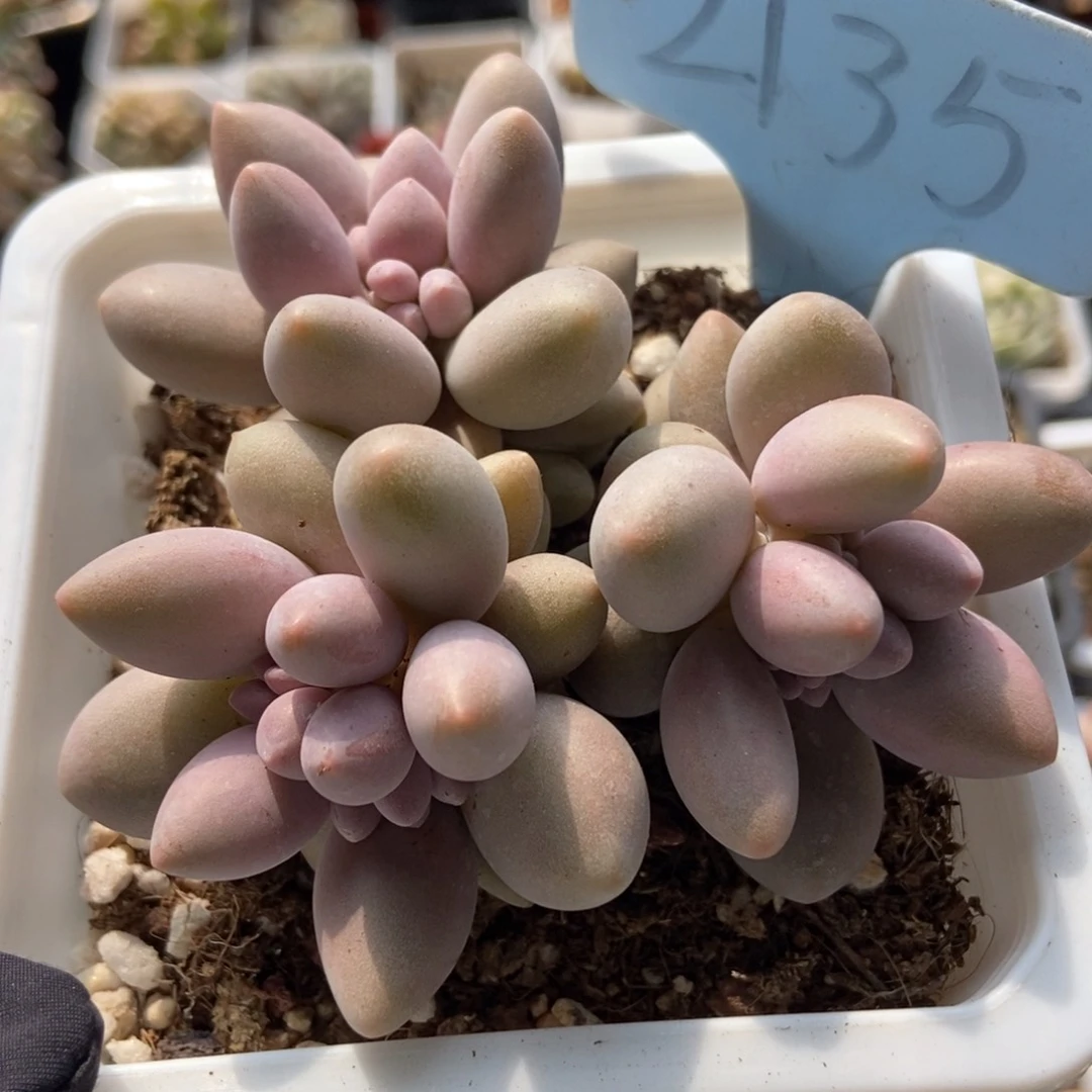 2135粉恋多肉植物保护