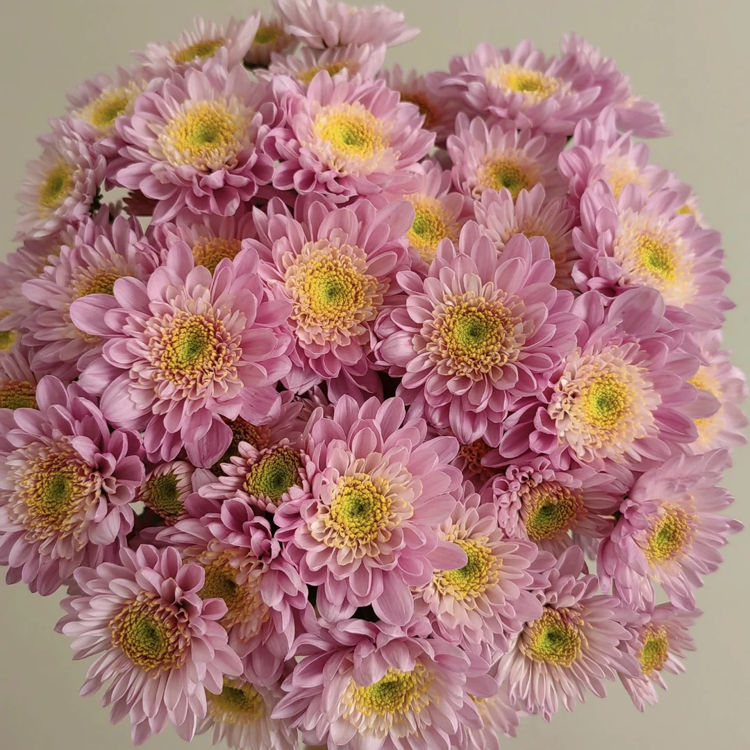 南农烟霞小菊花盆栽颜值高花期长适合庭院阳台新手易养护