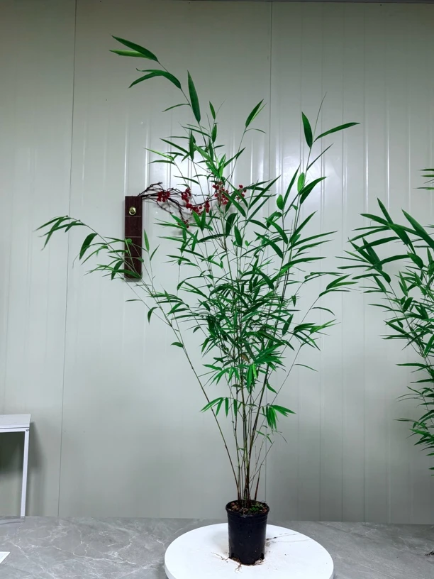 内门竹小盆高挑顺丰包邮绿植室内绿植绿植盆栽室内