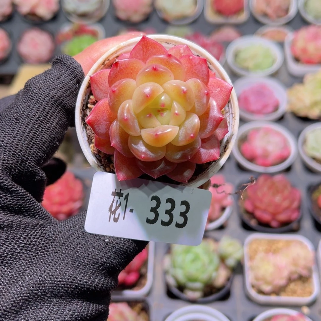 红陶花01-333灵翠单头