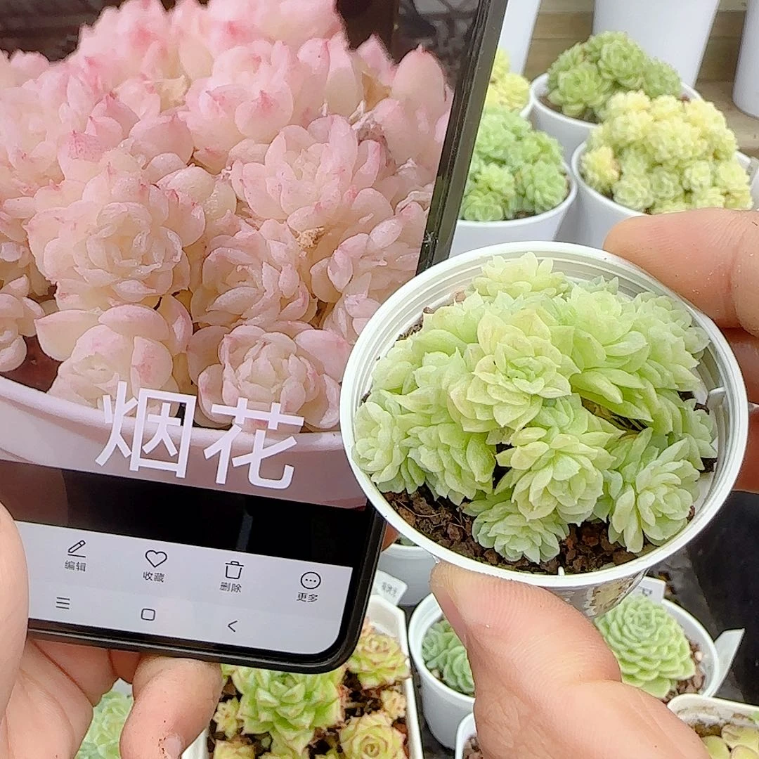 【闪购商品】0926-85（烟花）