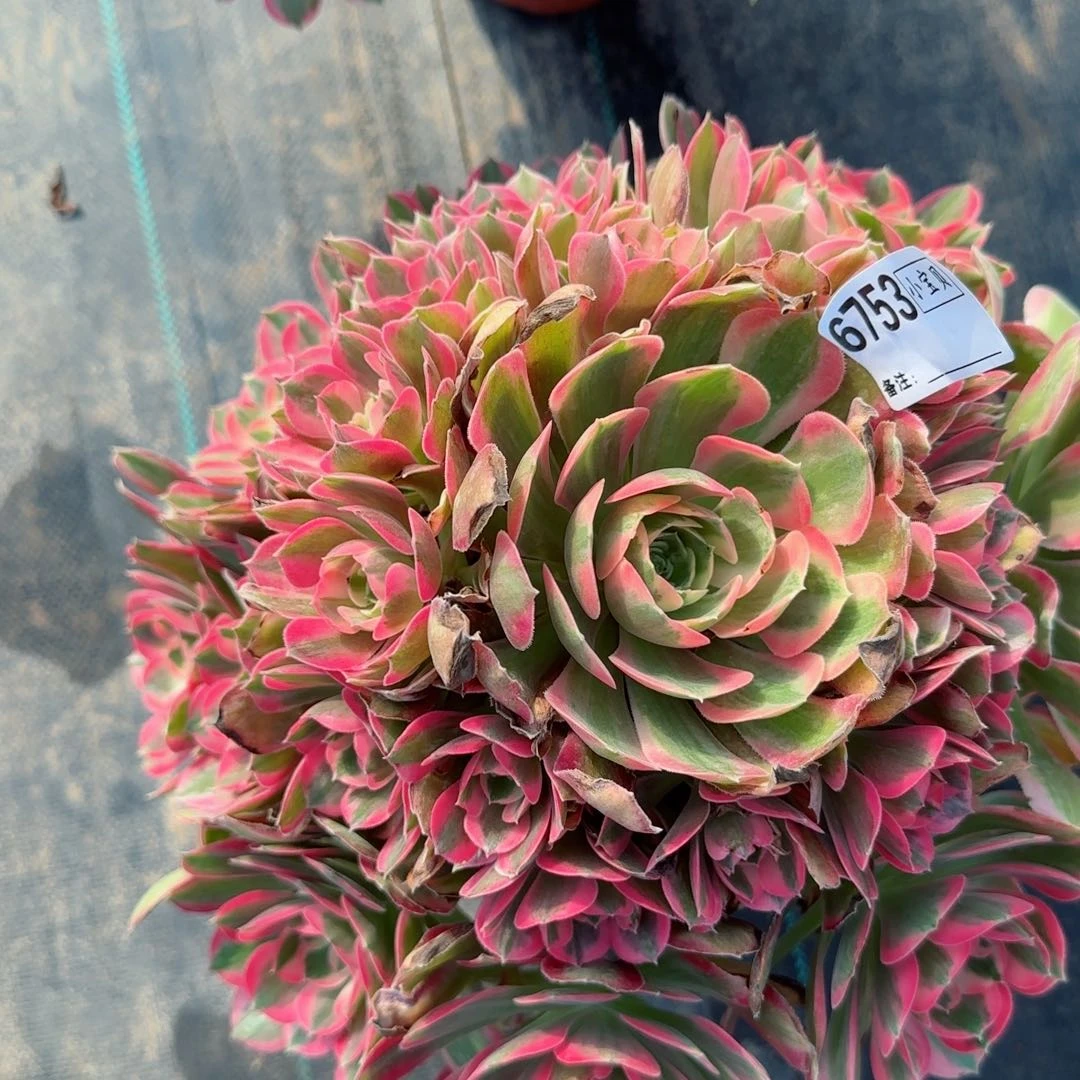 ?****猫6753女郎多肉多肉