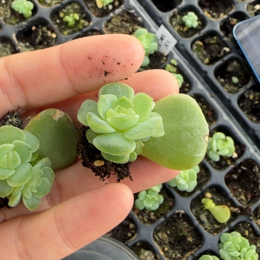 影***子黃花花 中苗穴一个满25包邮