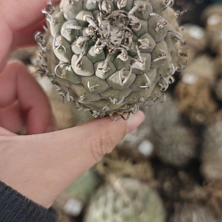 一物一拍，五号欧输老家娇丽！