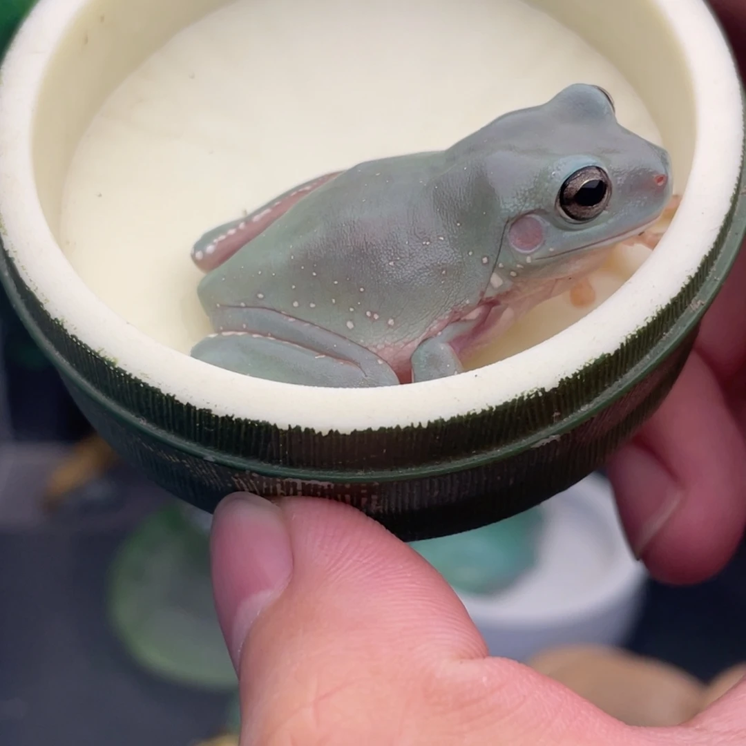 嗷***～老爷树蛙专拍蓝老爷