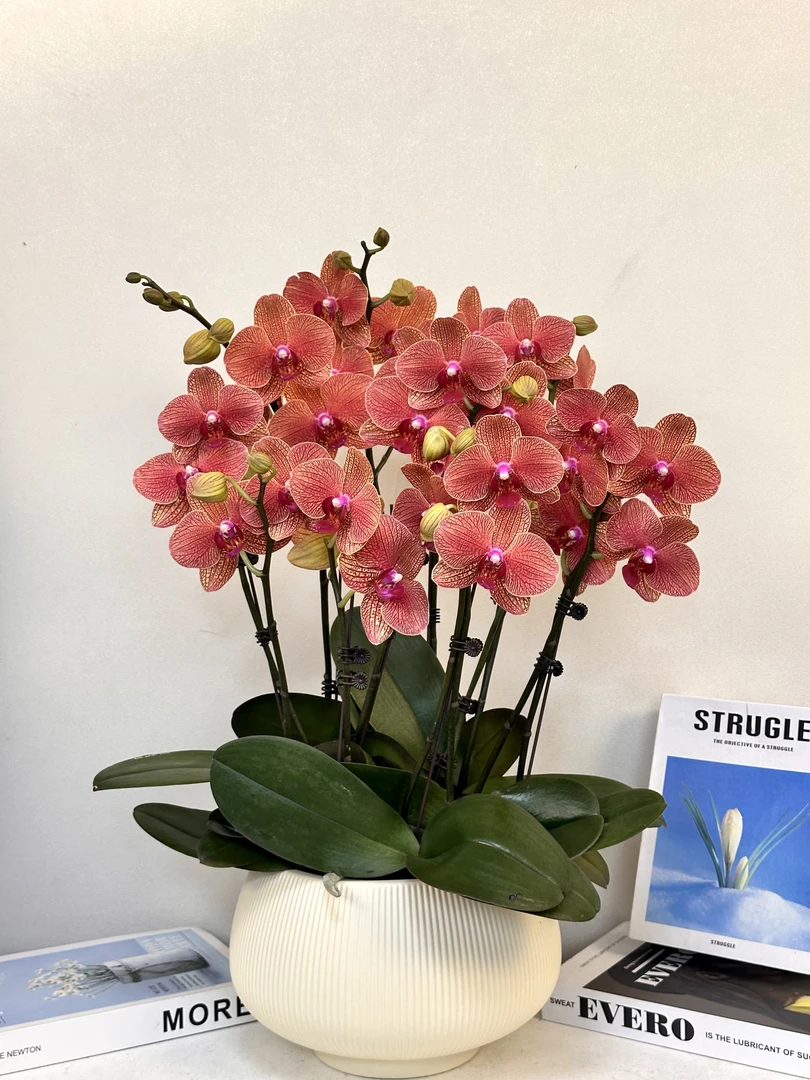 蝴蝶兰 【大金桔】真花 大吉大利 秋冬耐寒花卉四季开花 多样性发货